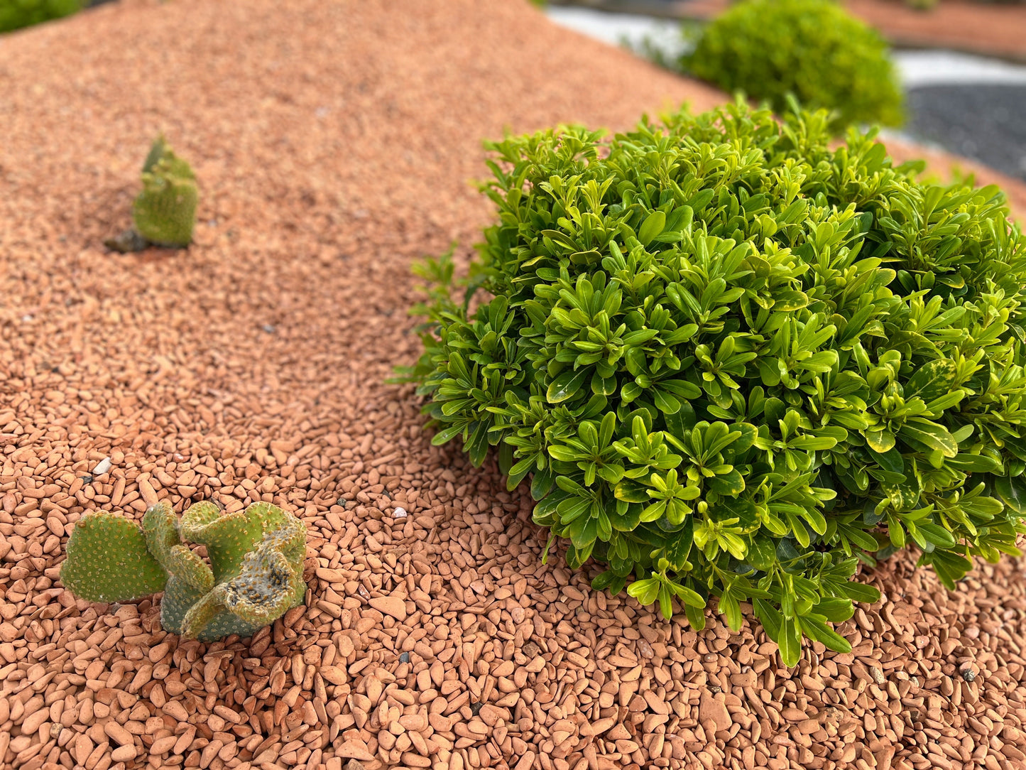 Canto rodado Chamota