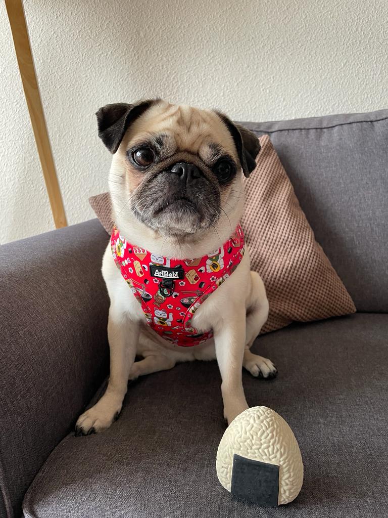 Arnés Ajustable Tokio