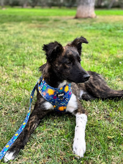 Correa Estampada Laika