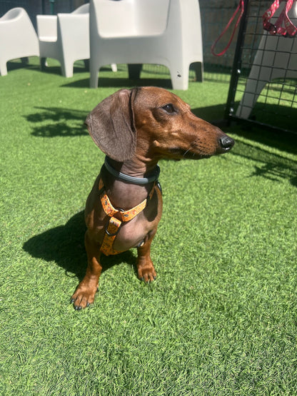 Arnés Clásico Ajustable Yosemite