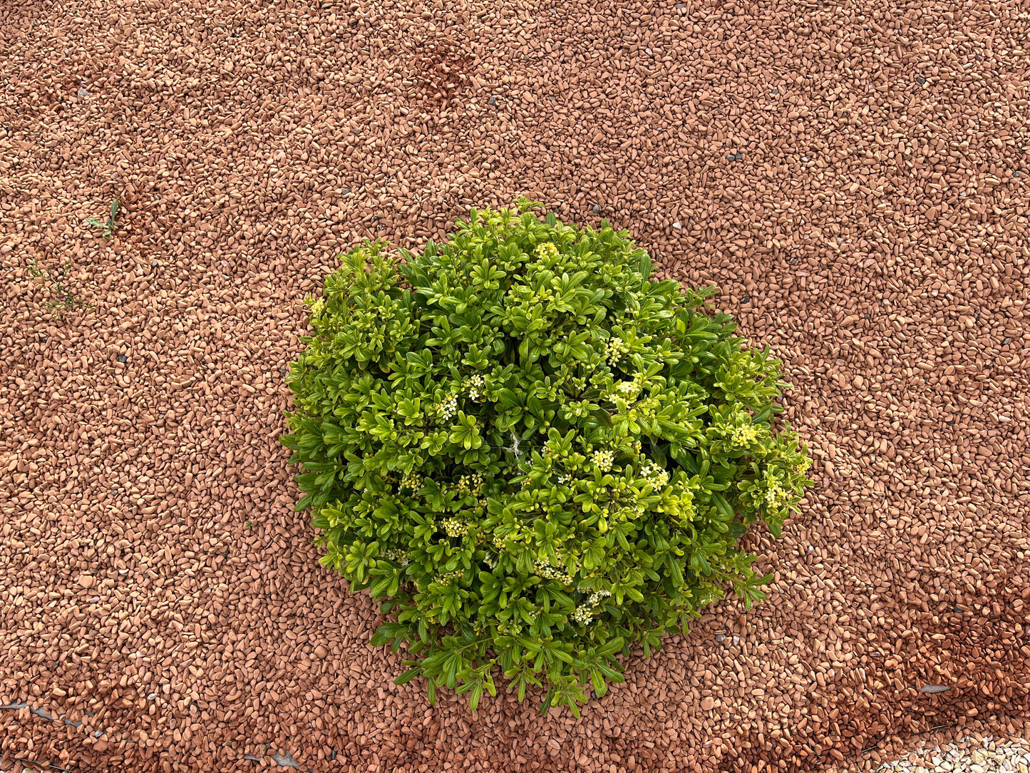 Canto rodado Chamota
