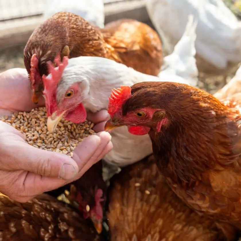 Carbonato de calcio para gallinas