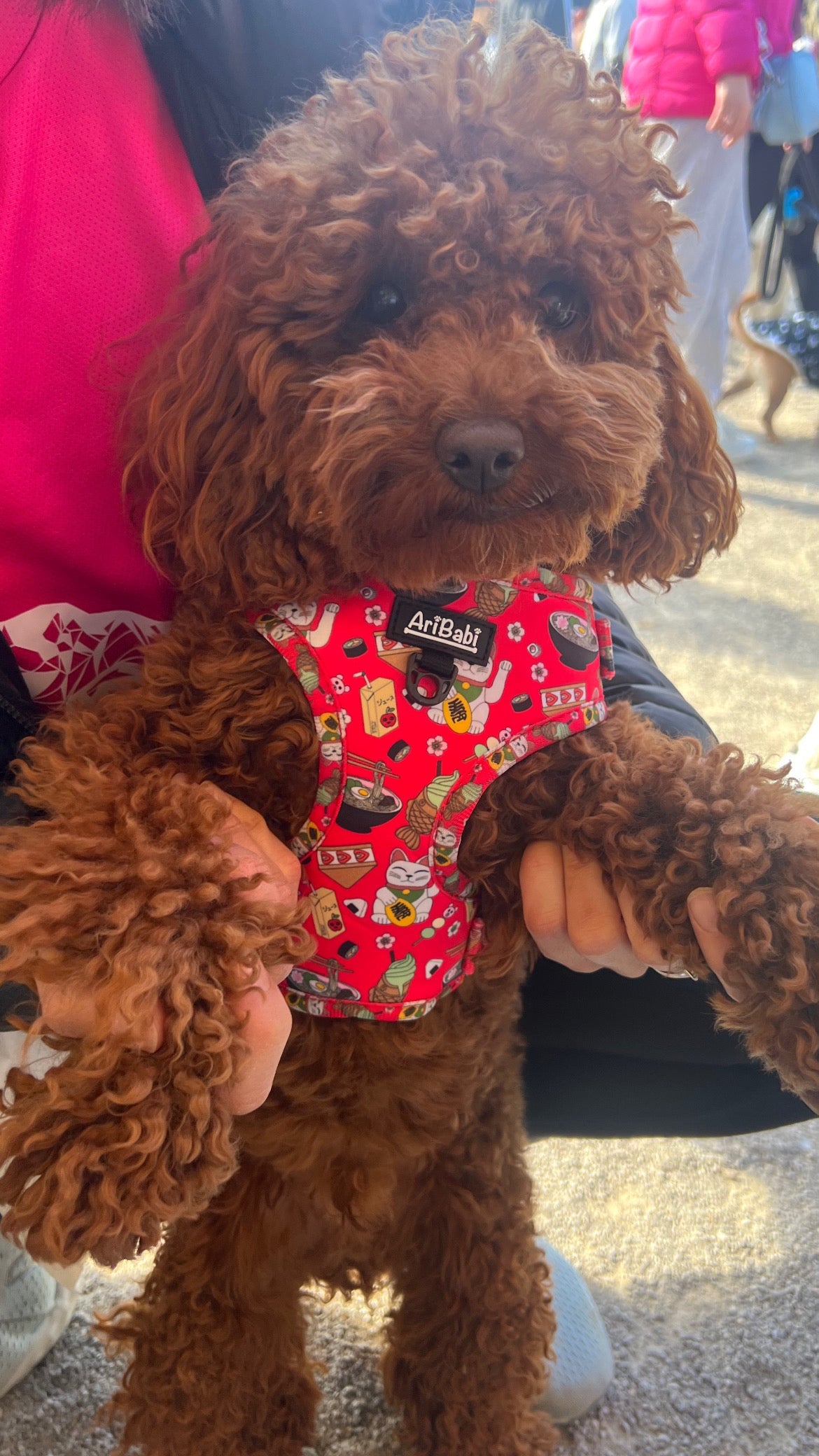 Arnés Ajustable Tokio