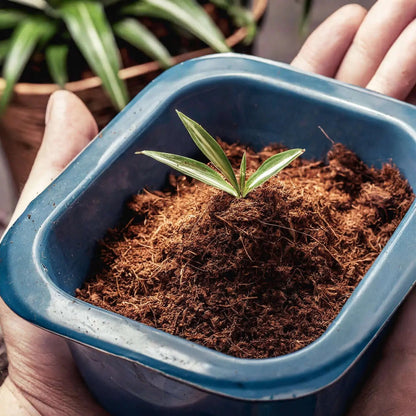 Sustrato Fibra de Coco