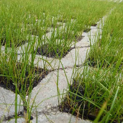 Losa Celosía Césped 50x50 cm.