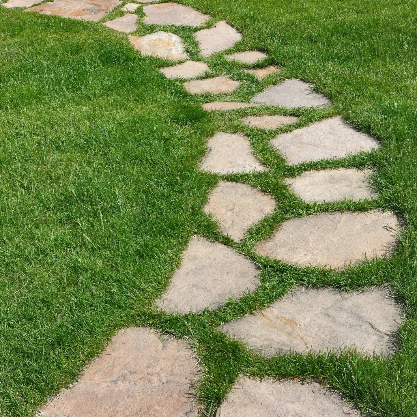 Planchoncillo Marrón Bronce