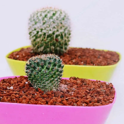 Sustrato Volcánico Bonsáis (sustituto Akadama)