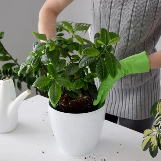 Sustrato Básico para Plantas Acidofilas