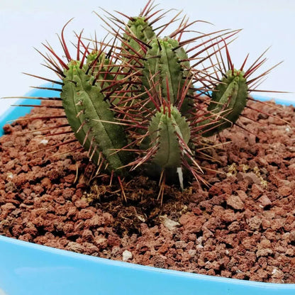 Sustrato Volcánico Bonsáis (sustituto Akadama)