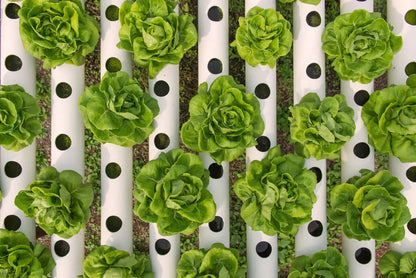 Sustrato Hidropónico | 70% Fibra Coco + 30% Cáscara Arroz