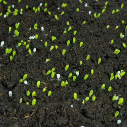 Sustrato Organico Tur bas Rubia Negra